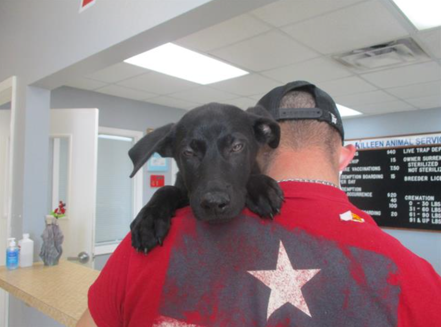 Killeen Animal Shelter Hosting Free Animal Adoption Event This Weekend