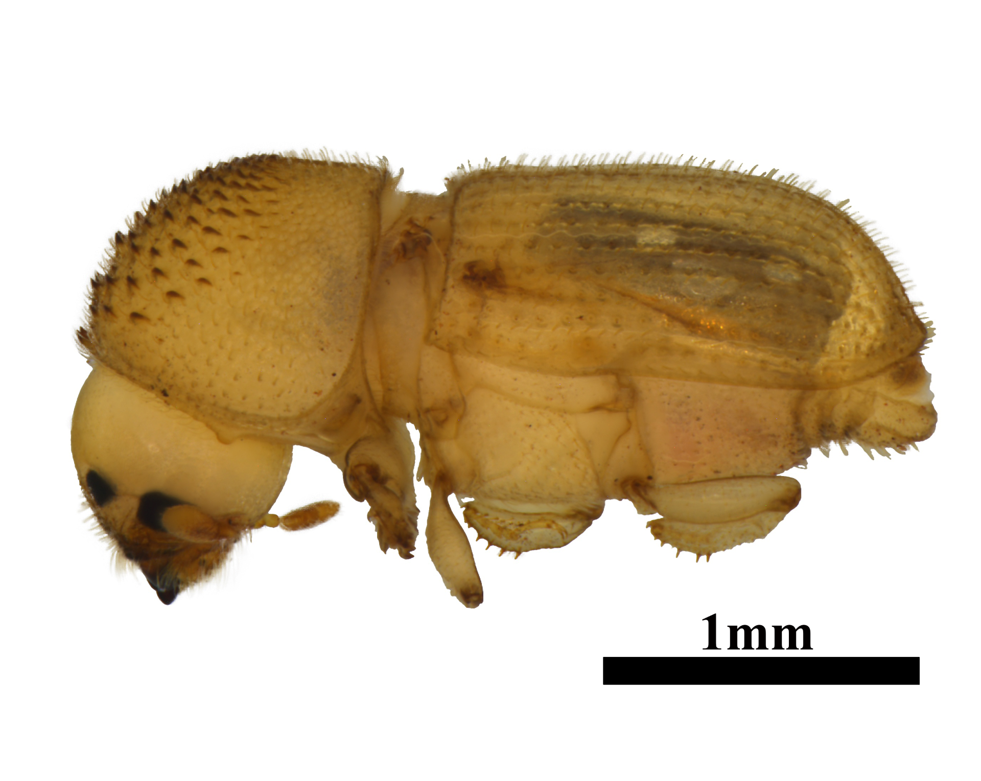 detfo_dma_external_release_bark_beetle.png