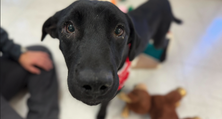 Paws-itive changes at the Douglas Animal Shelter leading to more adoptions, dogs finding forever homes