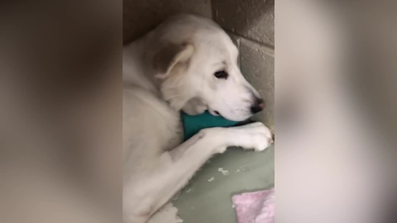 Animal welfare advocates explain "Collar Care"