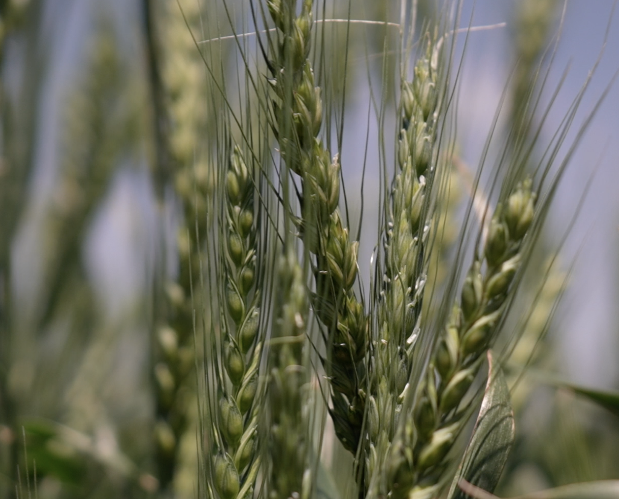 Wheat
