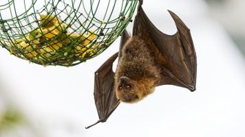 A Florida Official Wants To Deploy Bats To Fight Zika