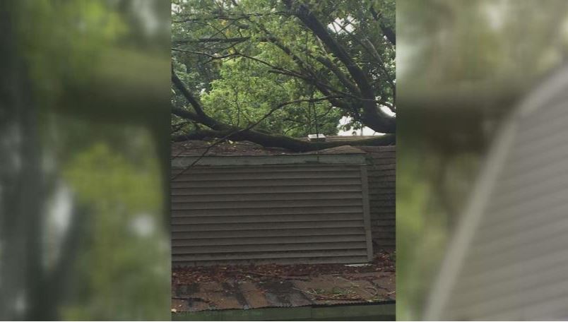 tree.JPG
