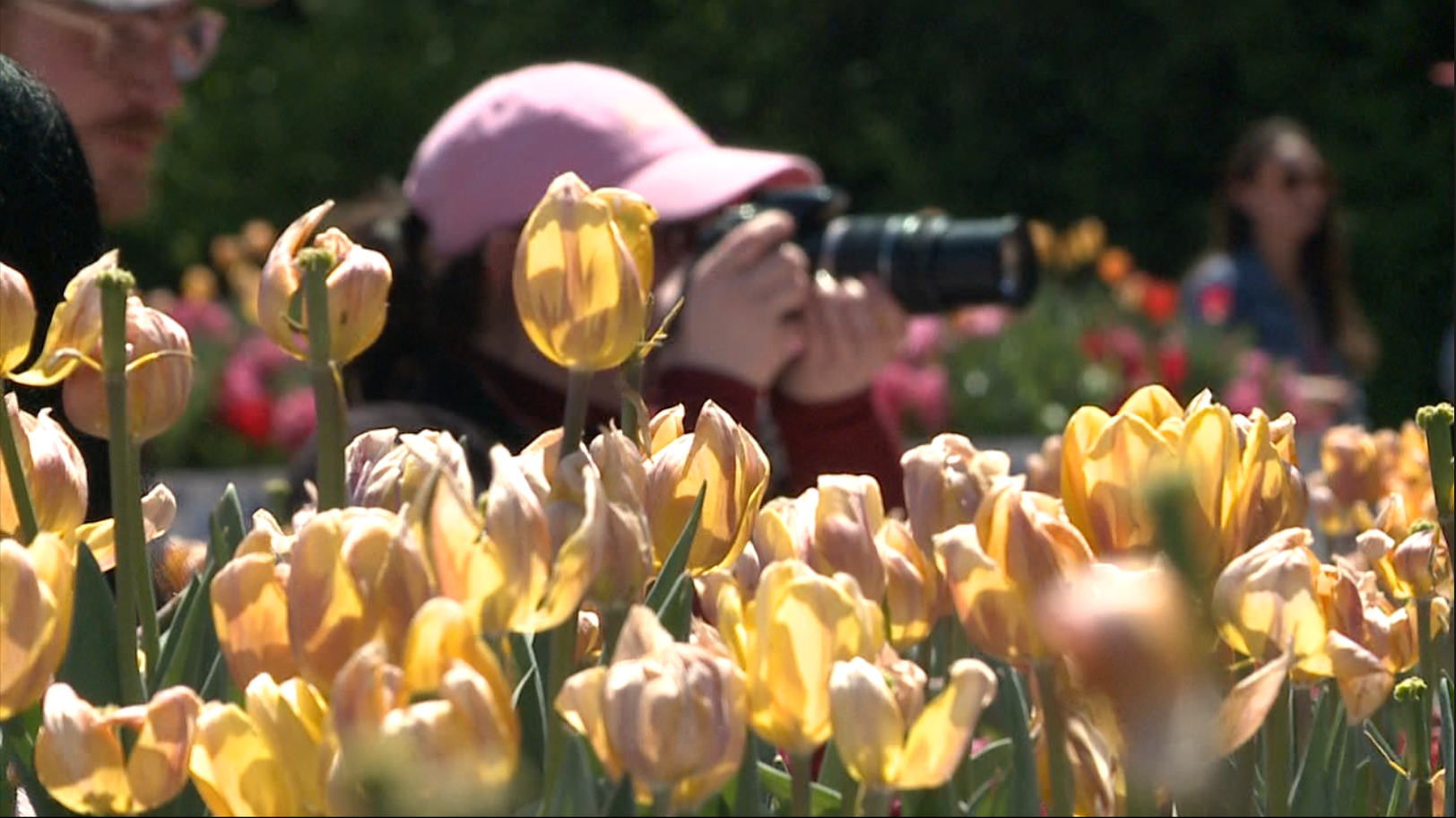 Tulip Time immersion garden