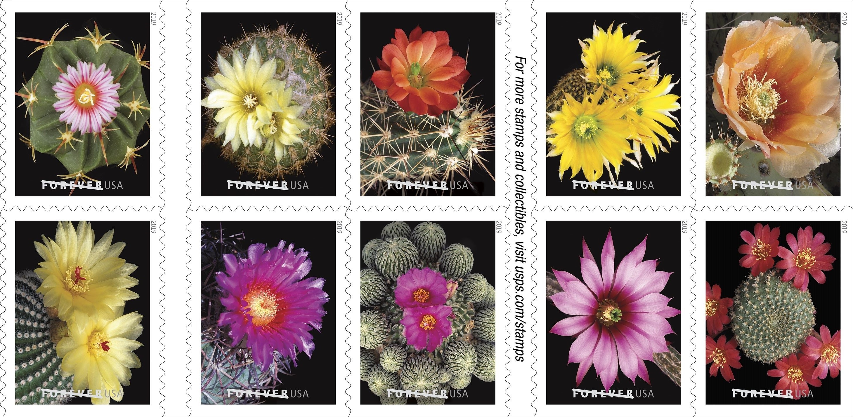 cactus-flowers-stamps.jpg