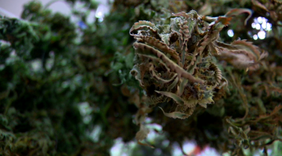 Medical marijuana.PNG