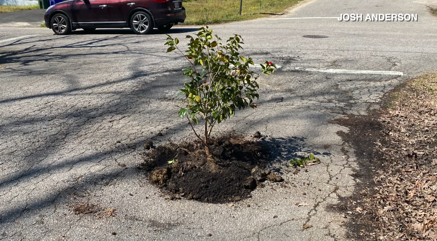 He got fed up with a Petersburg pothole. So he decided to plant a tree.