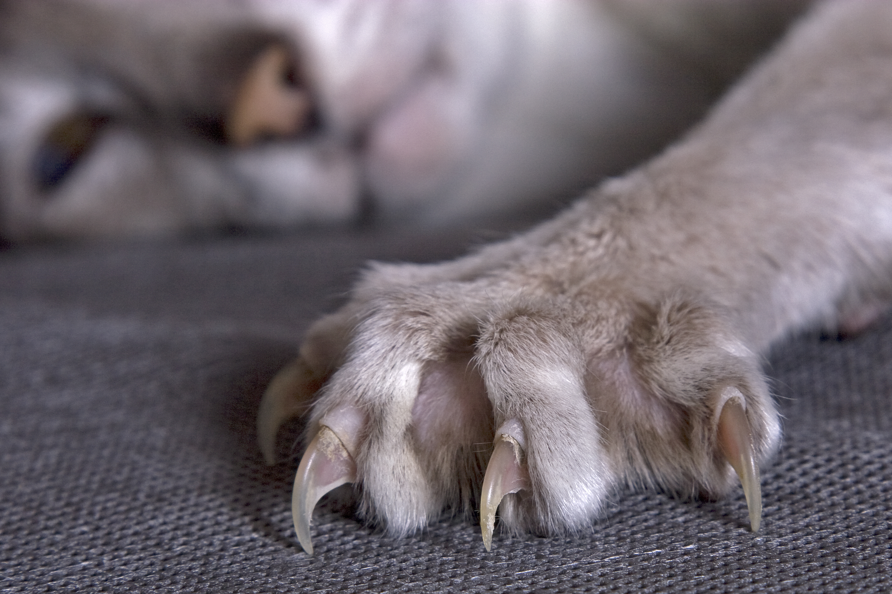 claws