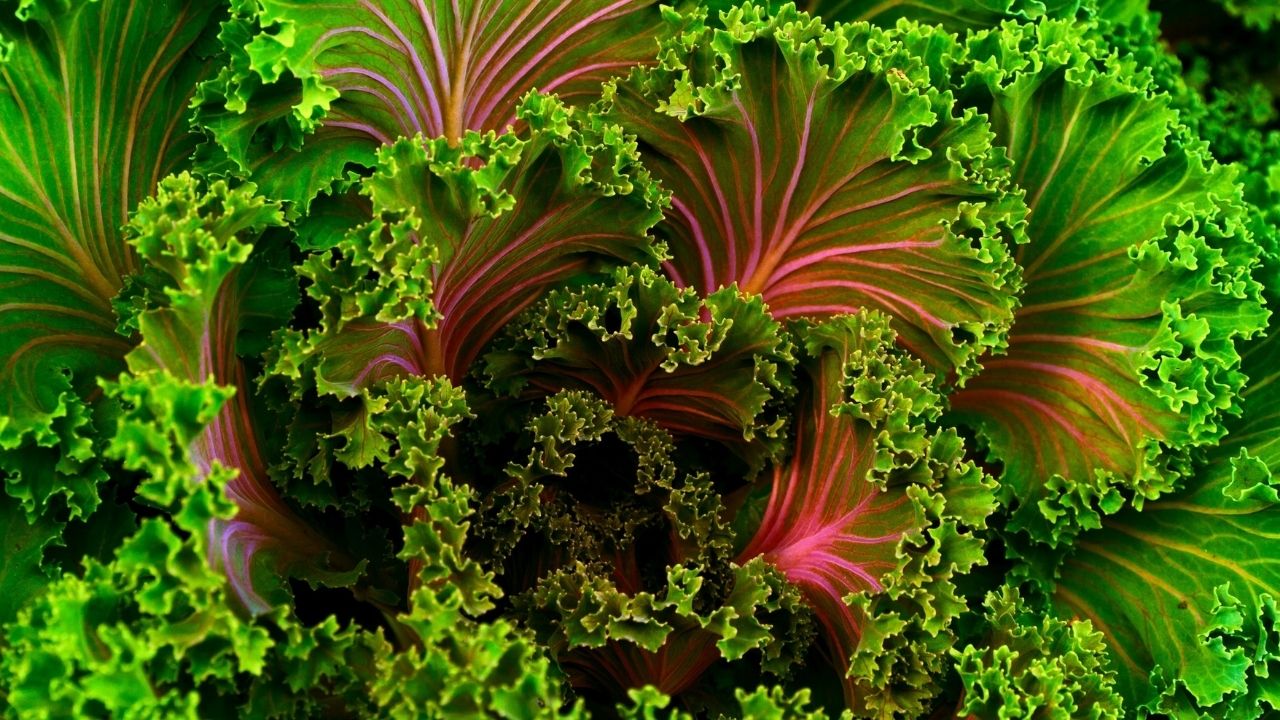 kale-generic.jpg
