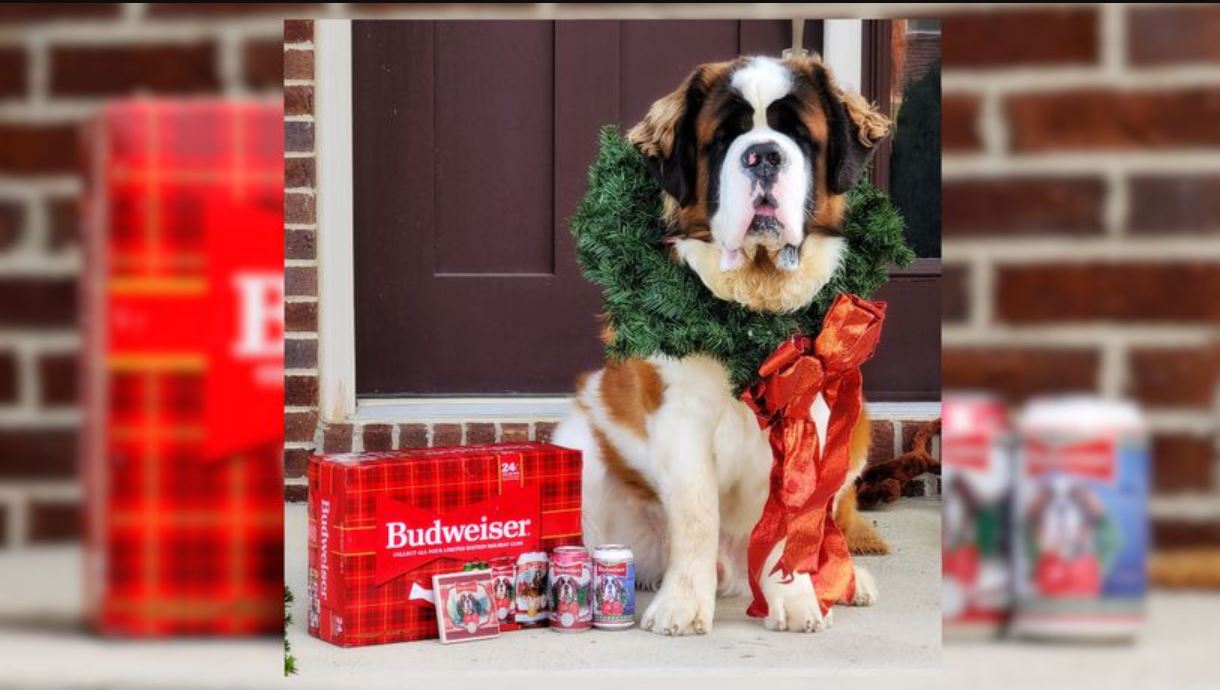 Area Dog Featured On Budweiser S Holiday Cans
