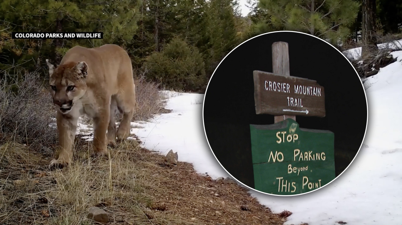 mtn lion and crosier mtn trail graphic.jpg