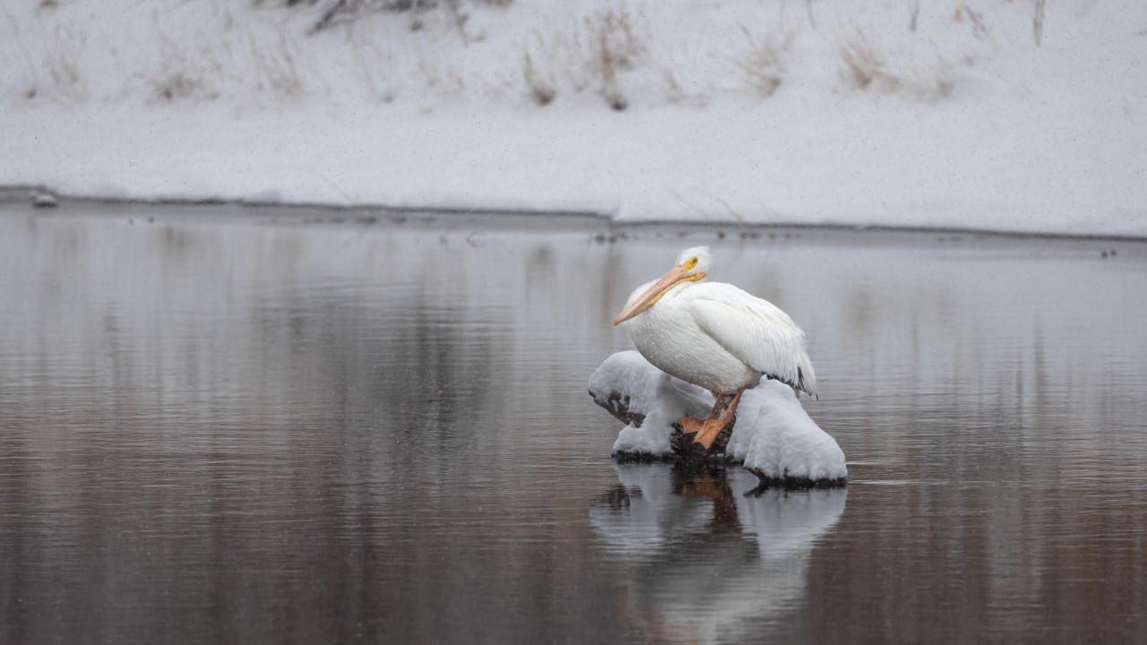 Pueblo pelican