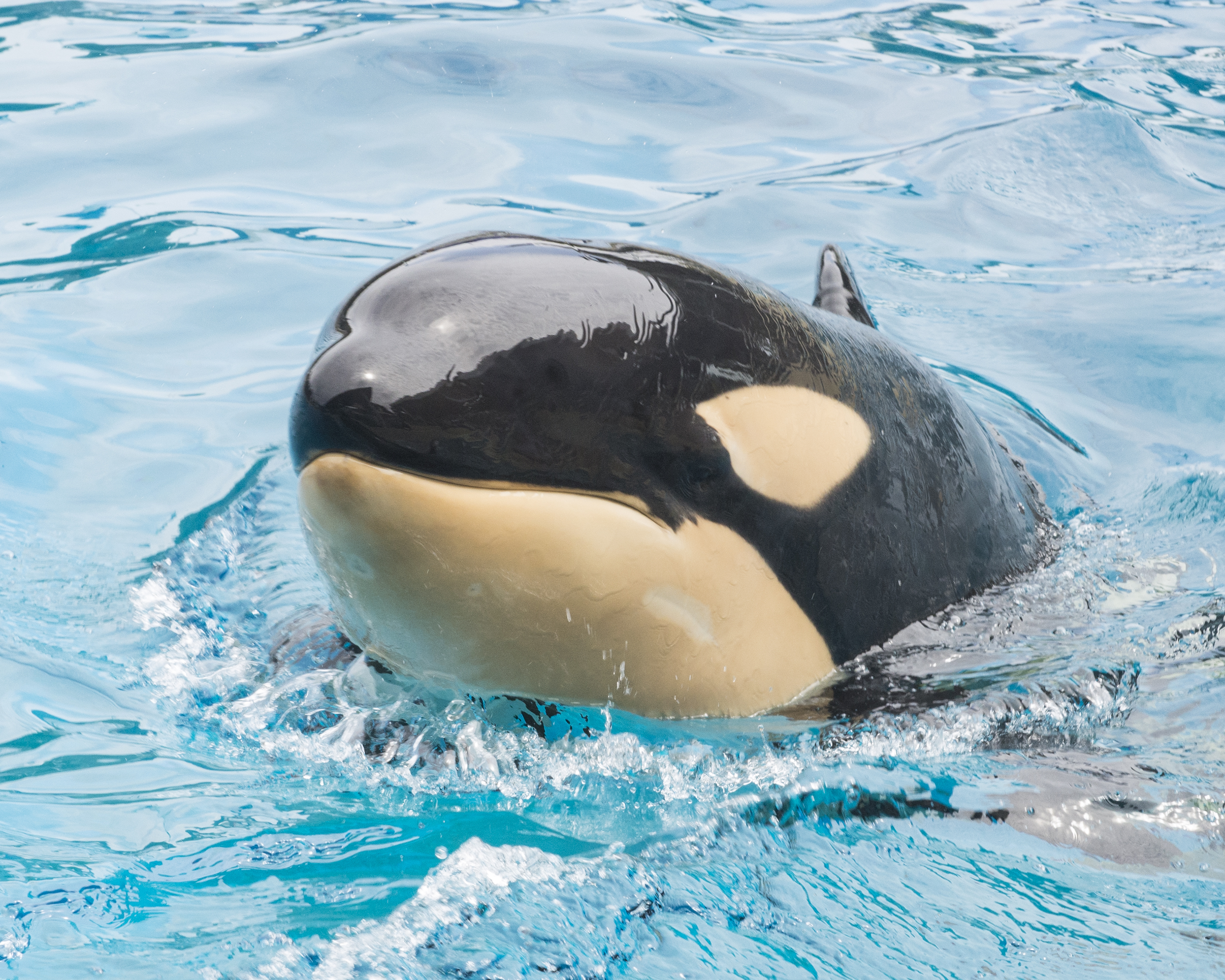 Amaya Orca