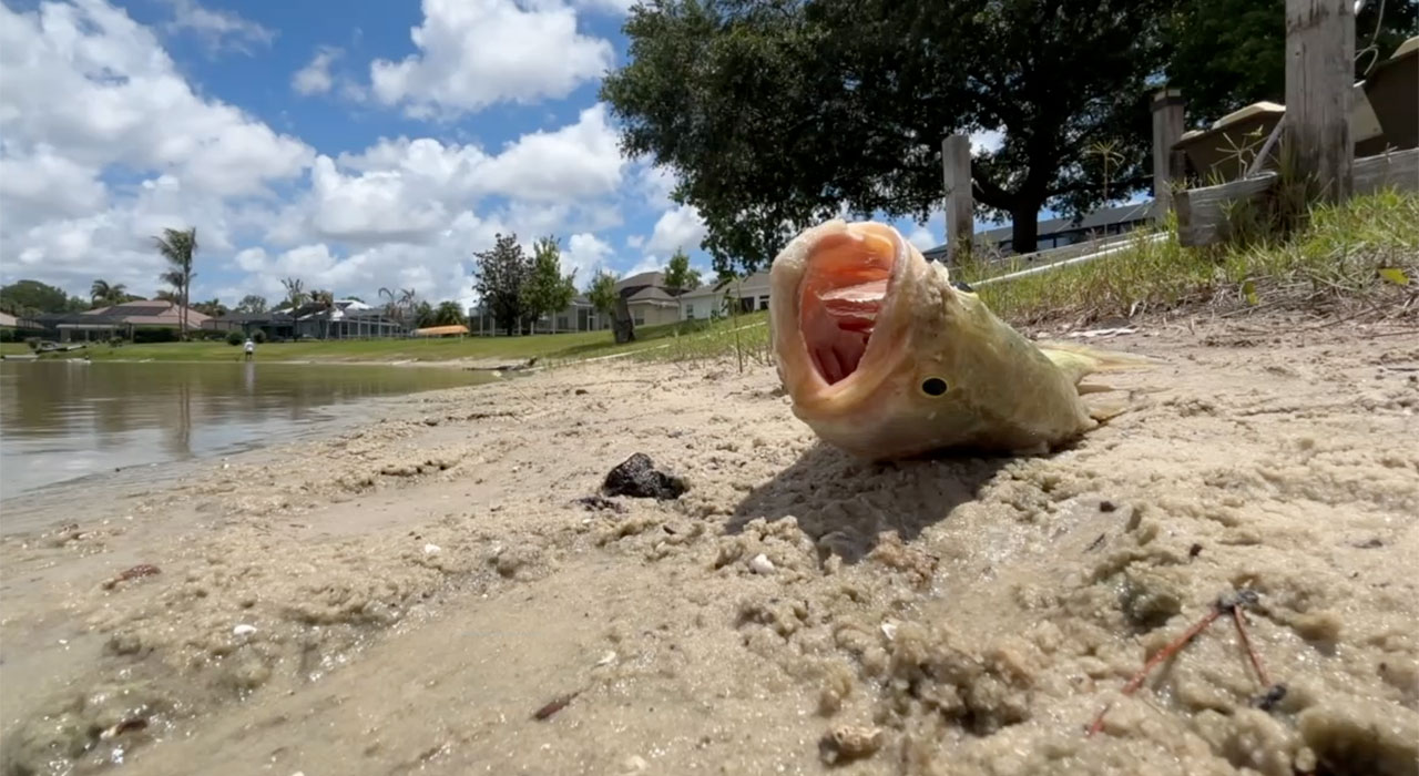 Sawgrass Lakes fish 