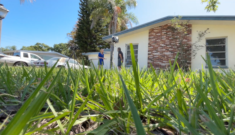 Tall grass fines Dunedin