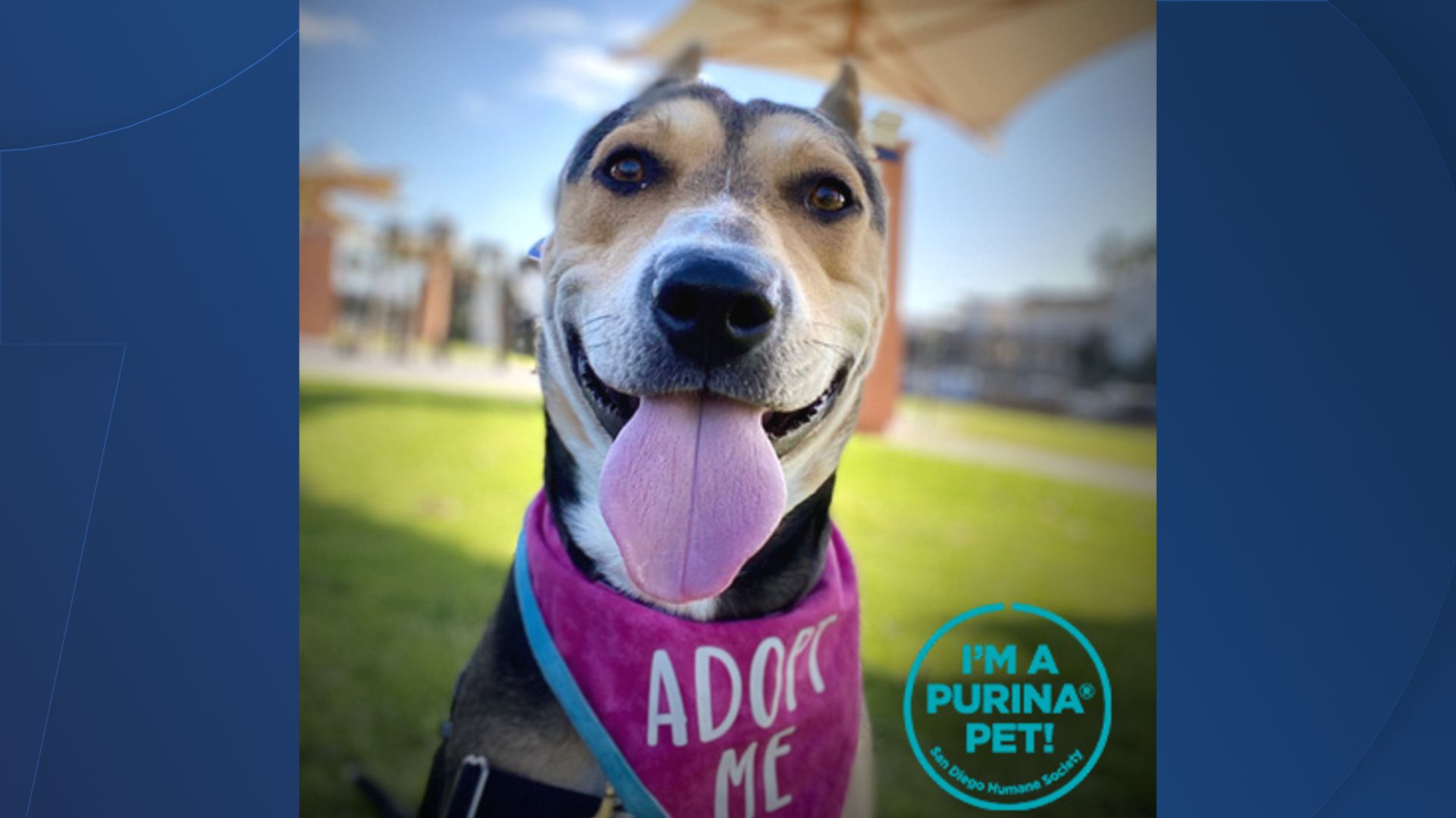 San Diego Humane Society -- dog for adoption