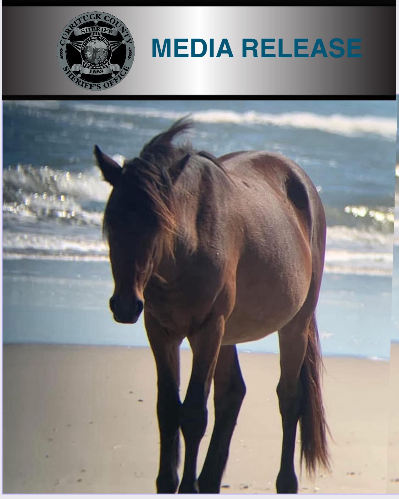 CURRITUCK COUNTY SHERIFF RELEASE HORSE KILLED 61425.jpg