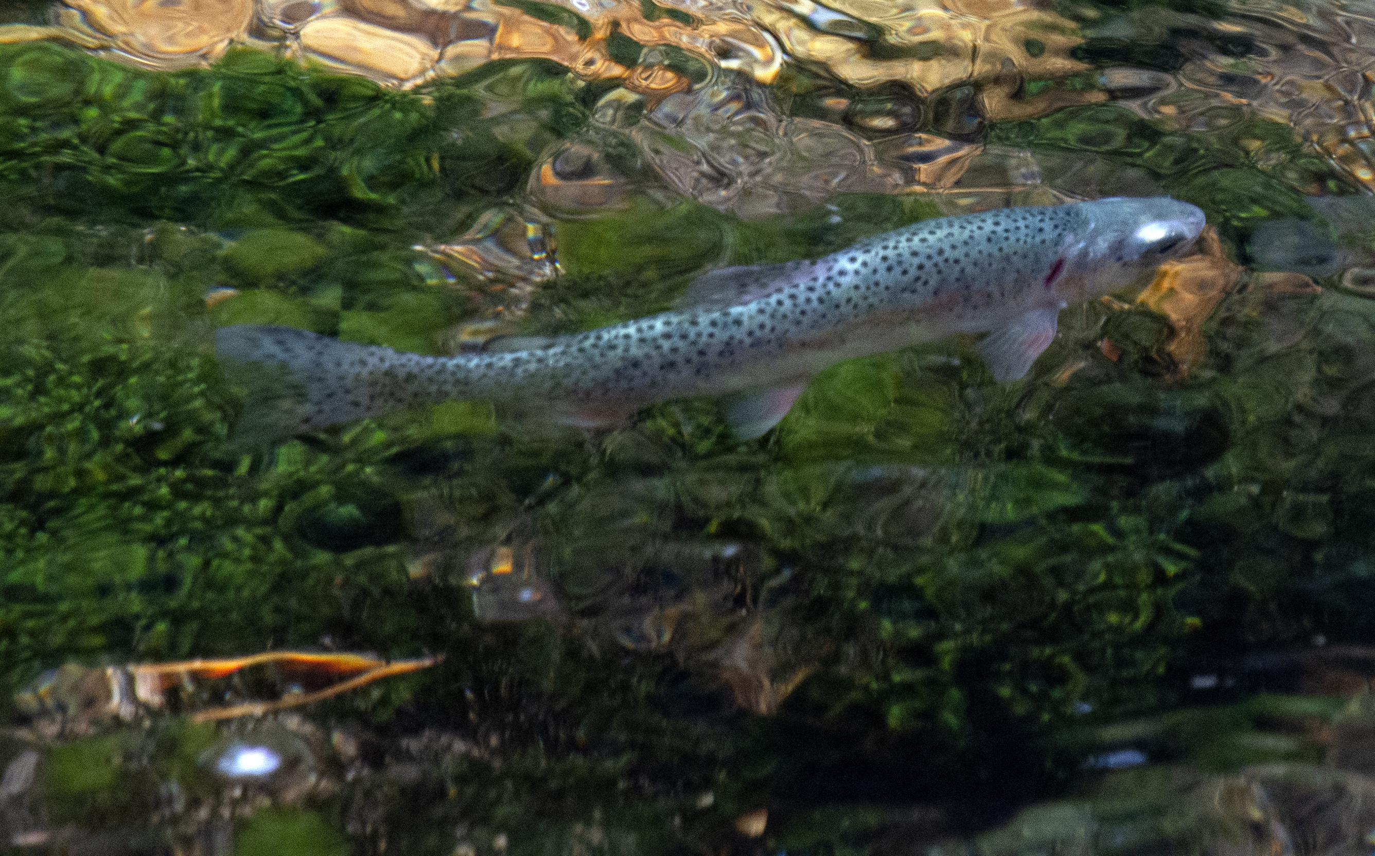 greenback-cutthroat-release-poudre-stream2.jpg