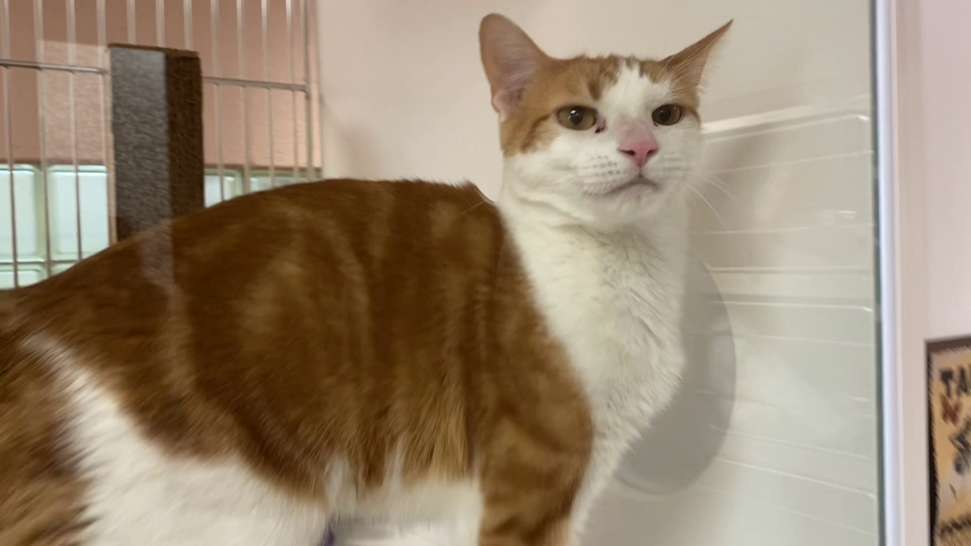Cat at the Great Falls Animal Shelter