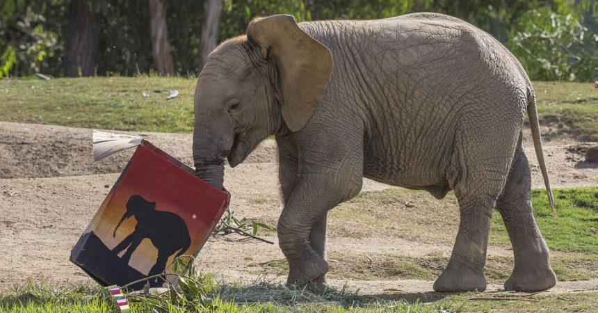 Zuli_san diego zoo safari park_2.jpg