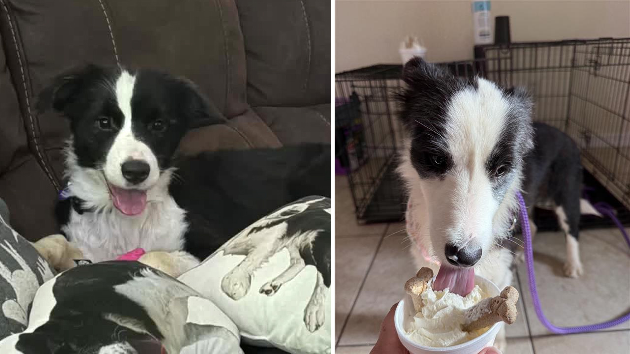 Alan Cale says Nadia (left), formerly known as border collie 4, has had little trouble adjusting to her new life in Port St. Lucie. Leila (right) has found a good home in Central Florida with Colleen Tilley.