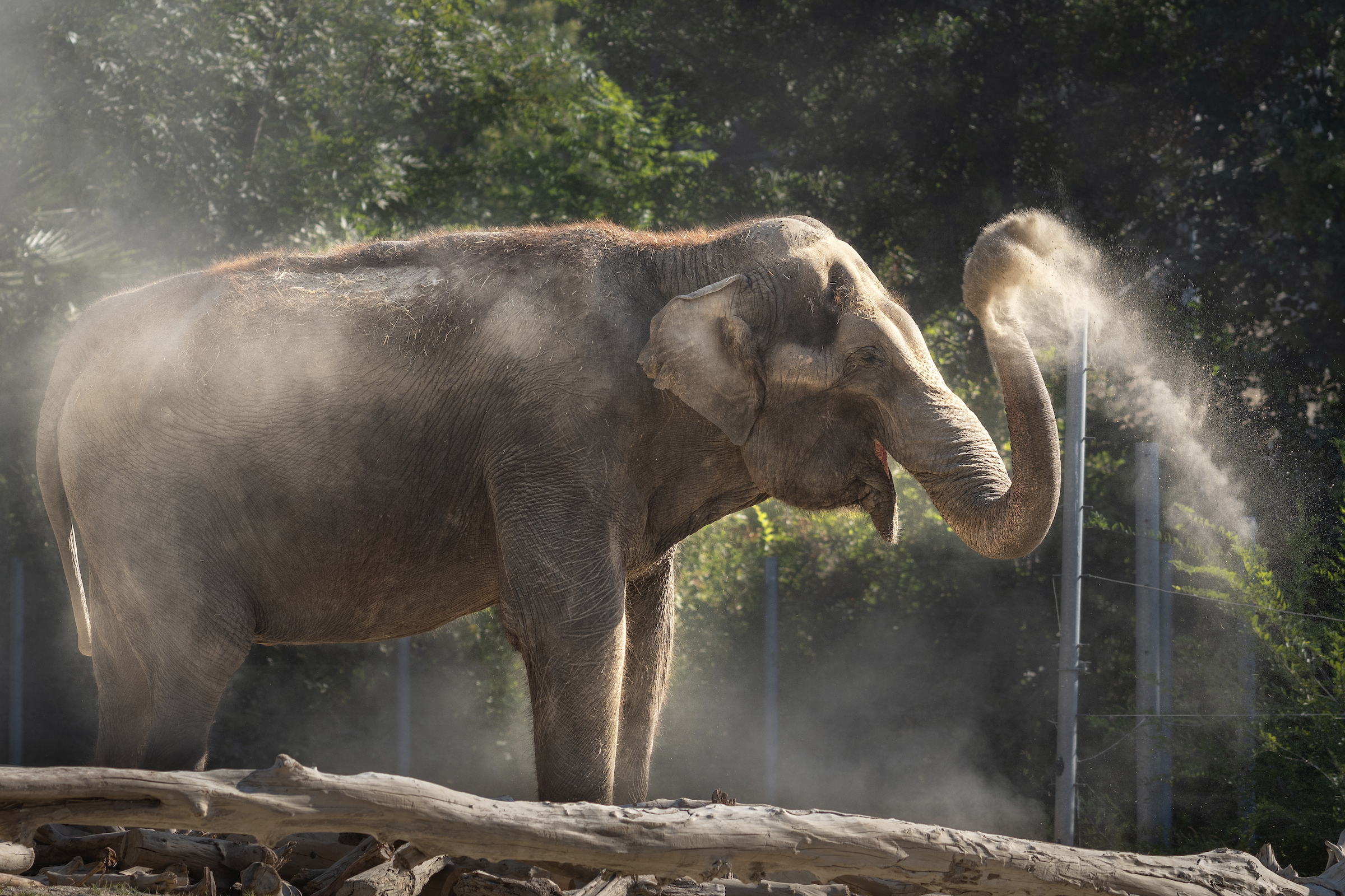 Los Angeles Zoo-Elephant Euthanized