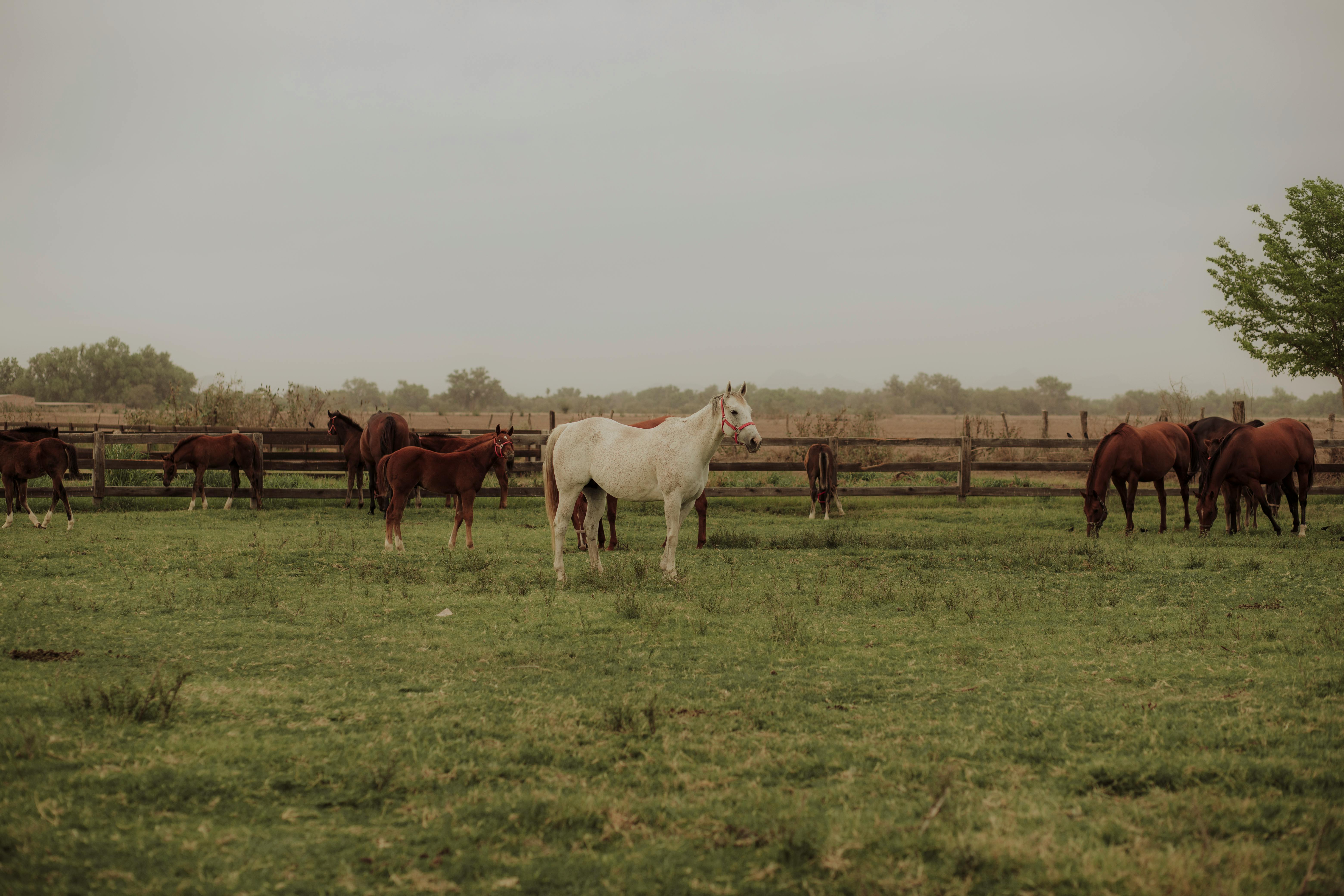 Horse Ranch