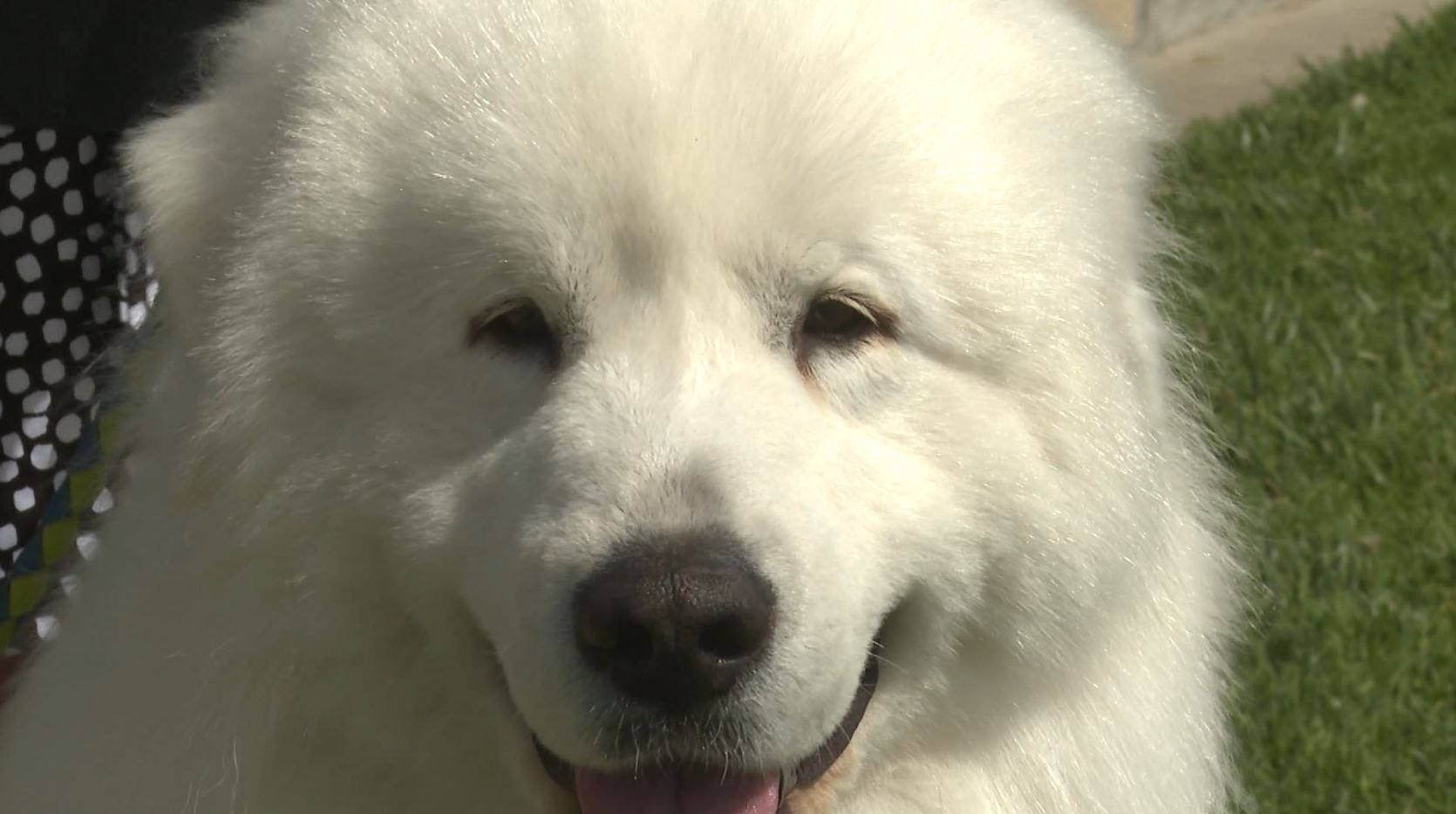ej pyrenees dog.JPG