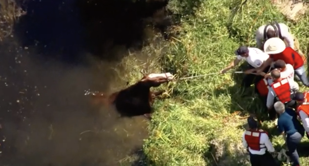 horse rescue.png