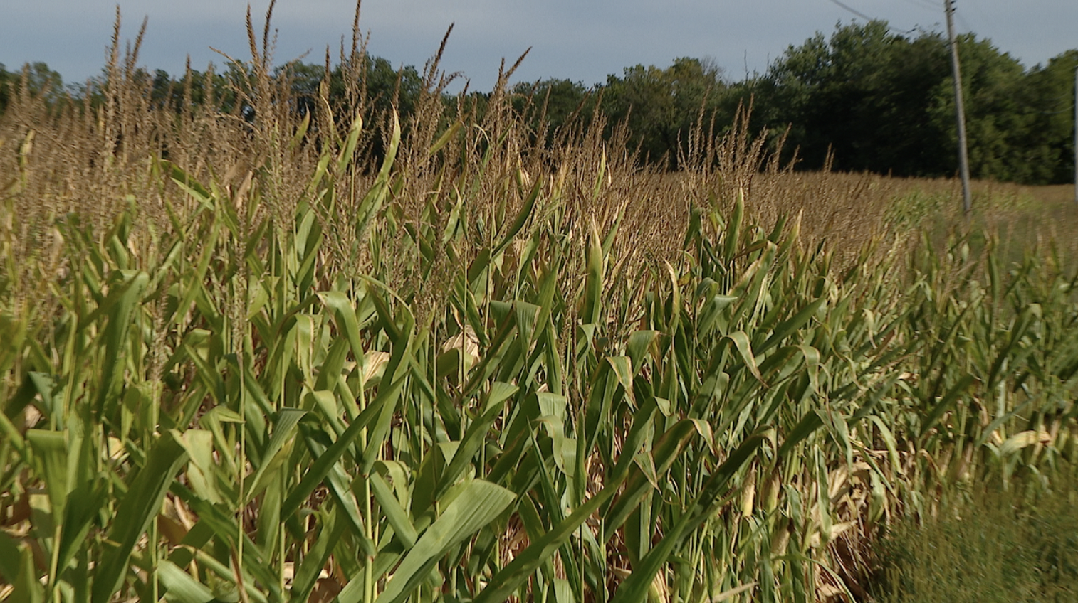 Ohio Drought