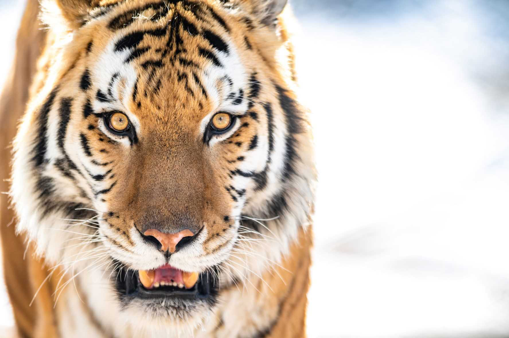 DenverZoo_AmurTiger_Yuri.jpg