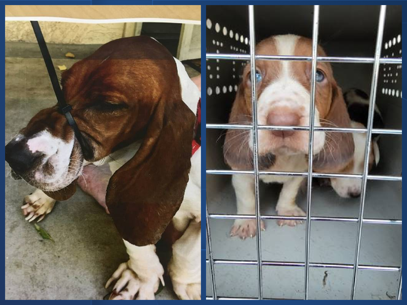 Blue Background copy 3 (1).png