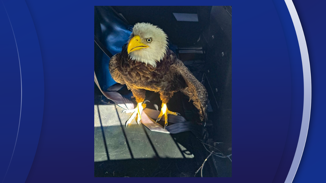Concerned citizen and BPD team up to save bald eagle