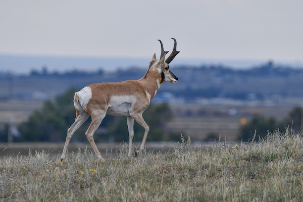 Pronghorn 