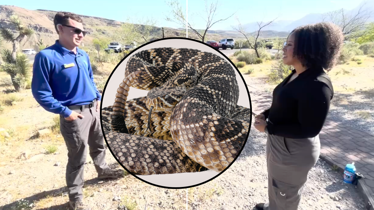 rattlesnake warnings 