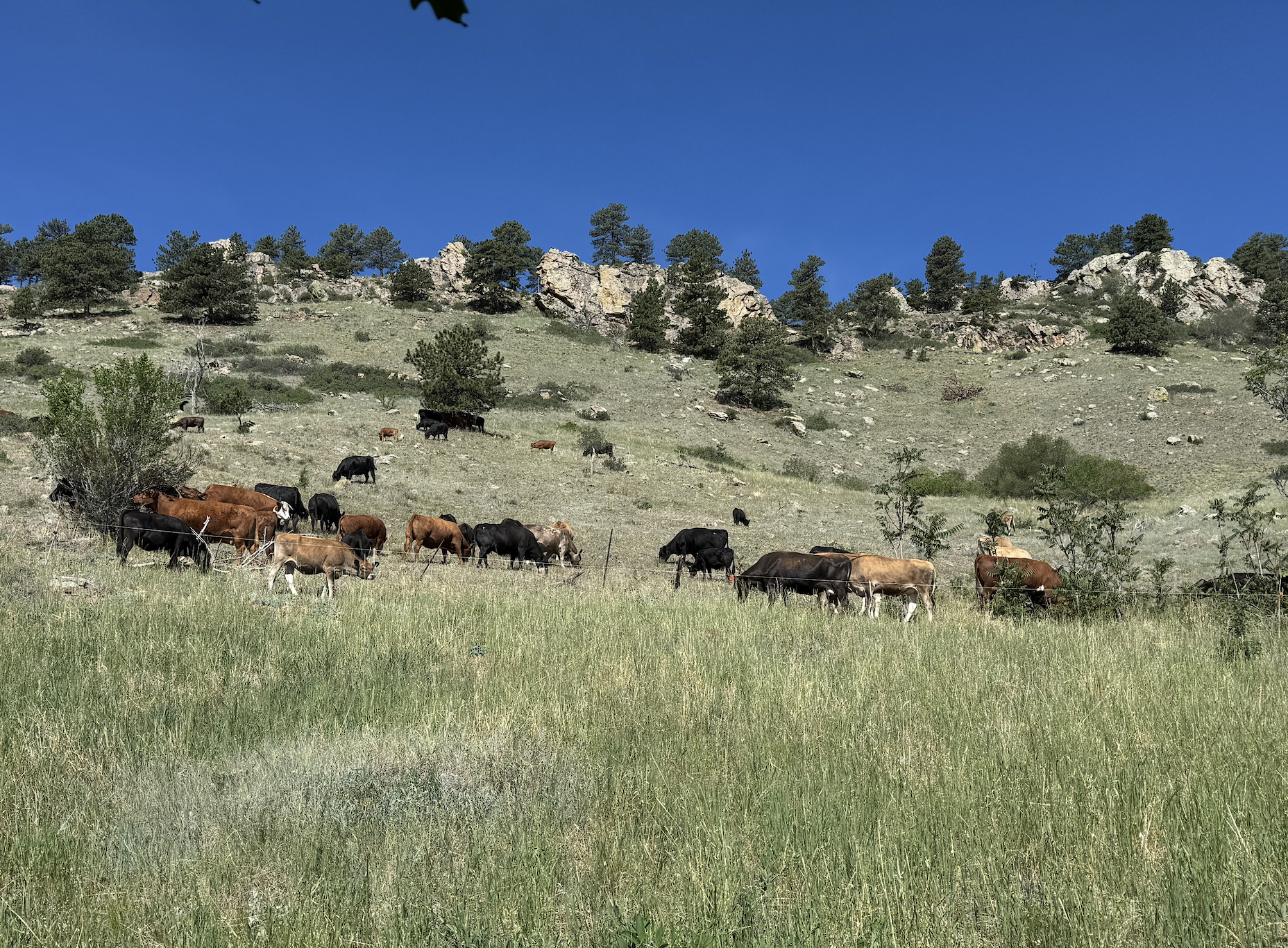 Boulder's cattle grazing program
