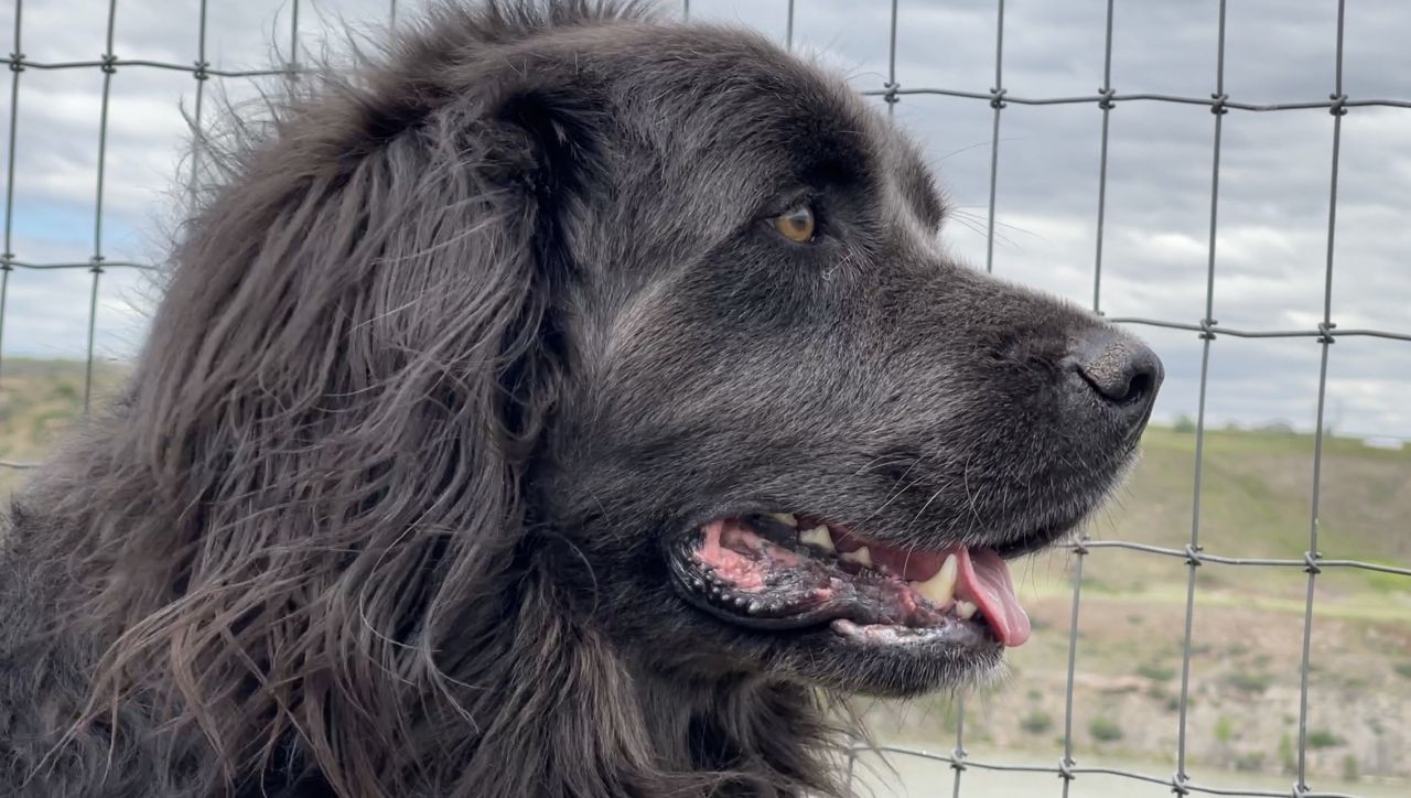 “Butler” is a Newfoundland volunteer docent at the Lewis and Clark National Historic Trail Interpretive Center.