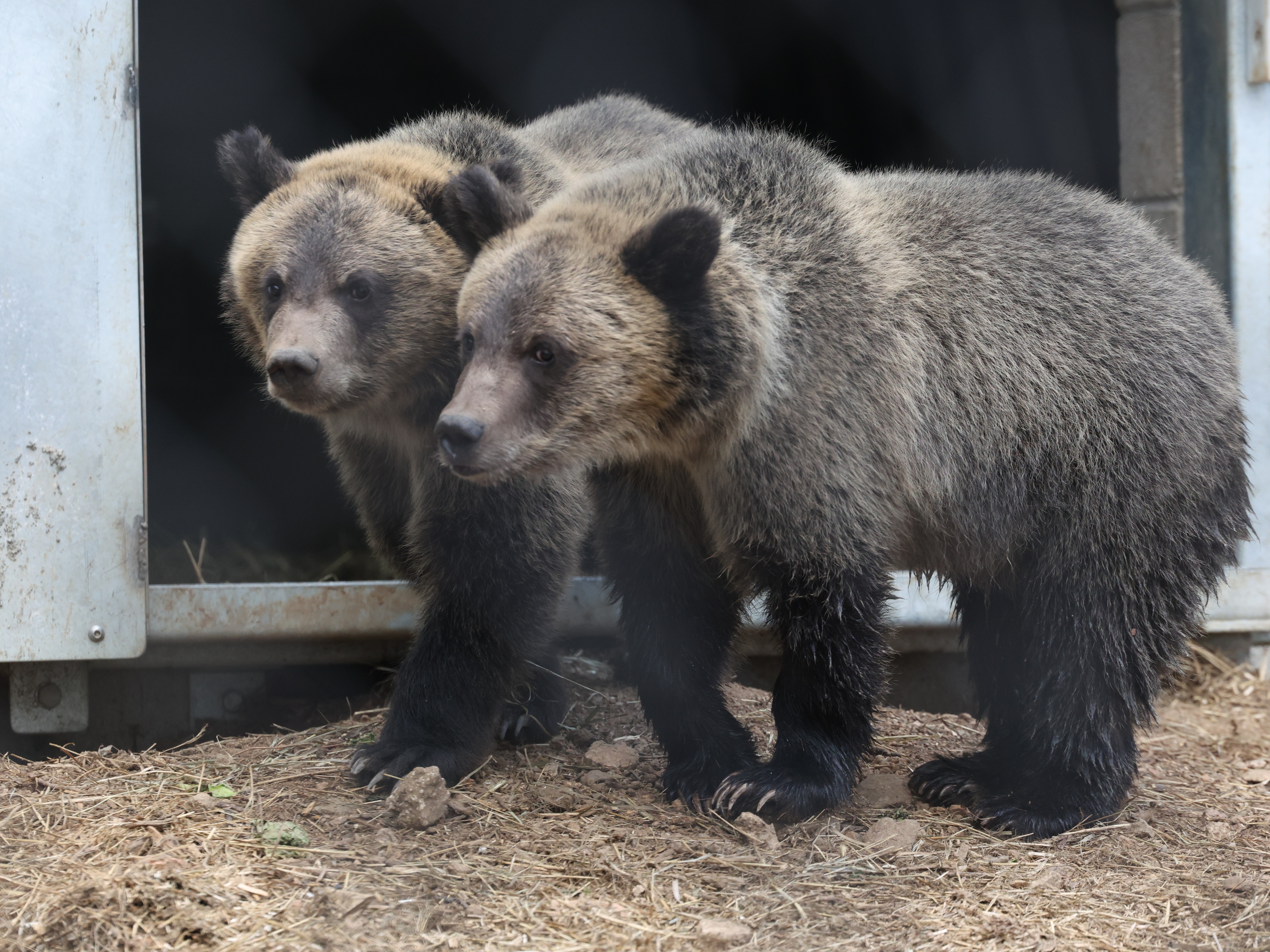 Cheyenne Mountain Grizzly Bears 