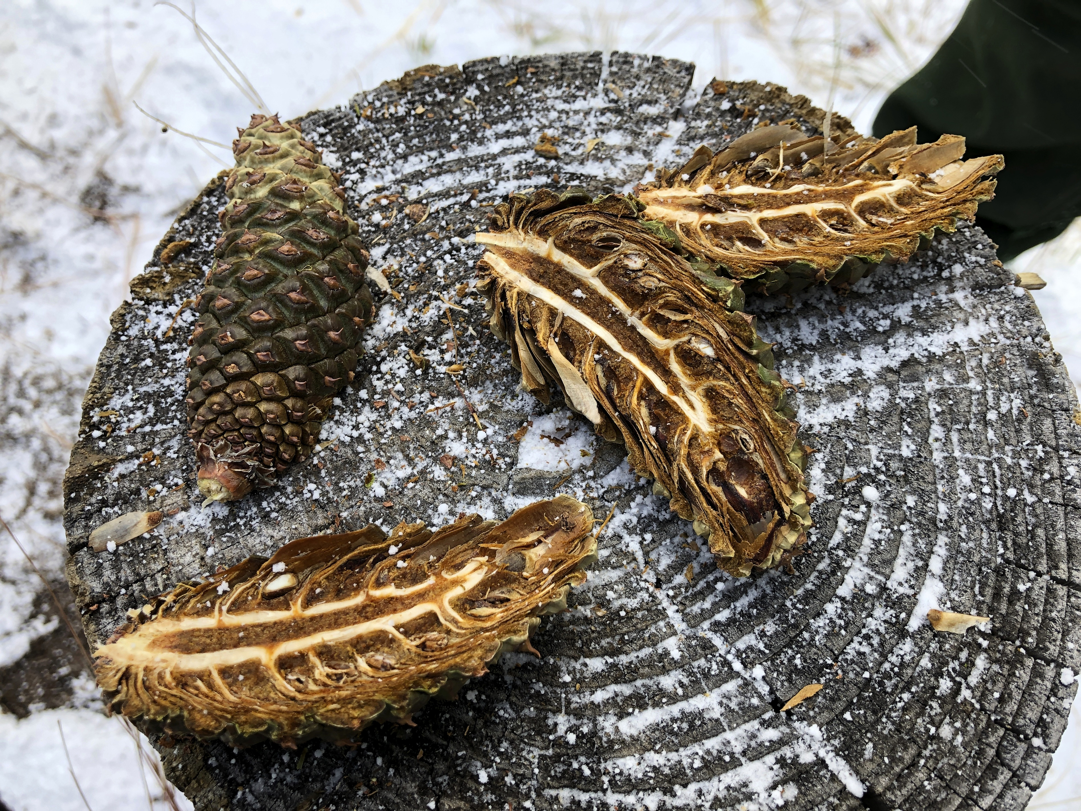 Wildfires Picking Pine Cones