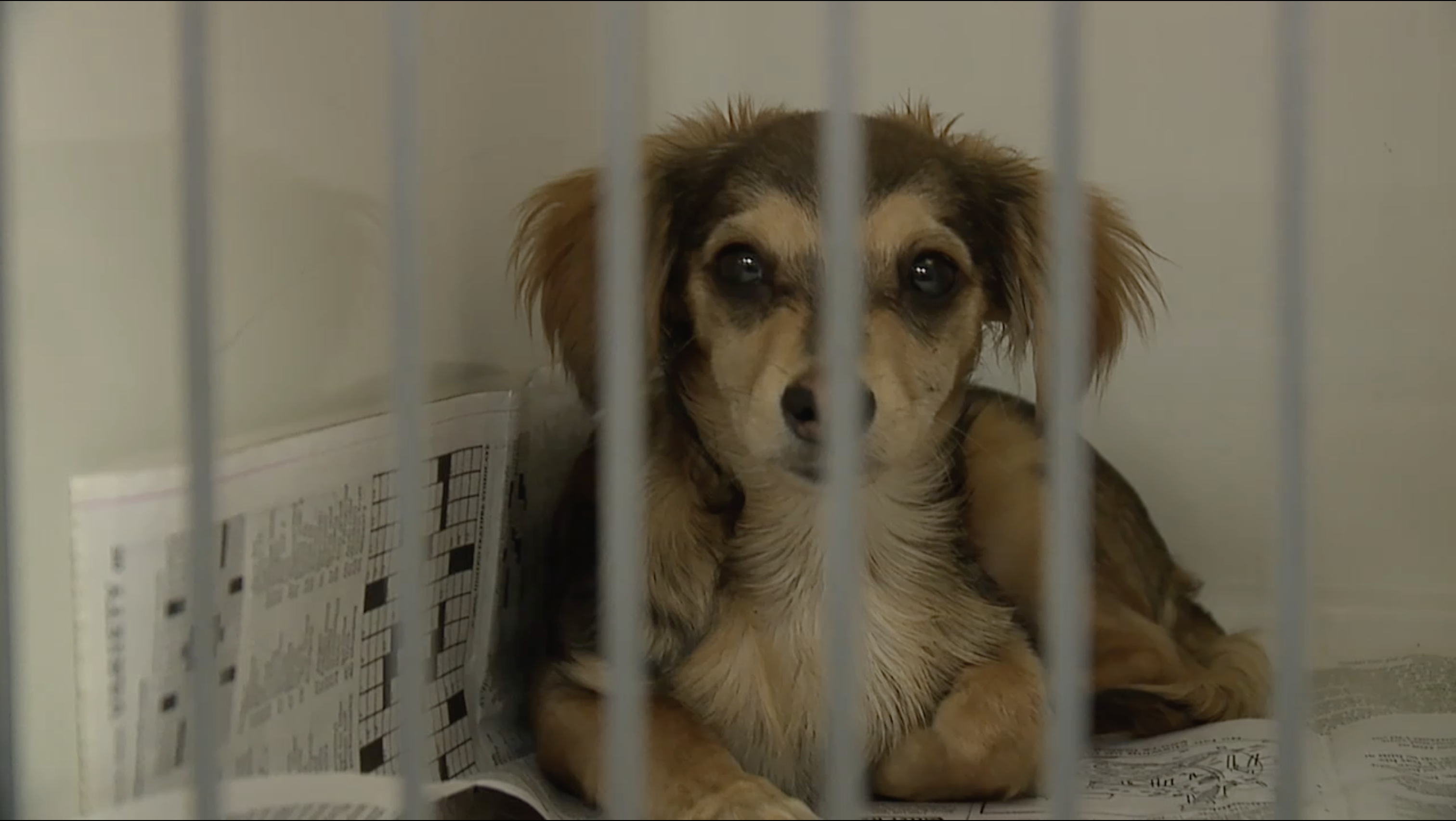 Local shelters work to reunite lost pets with families after Fourth of July fireworks