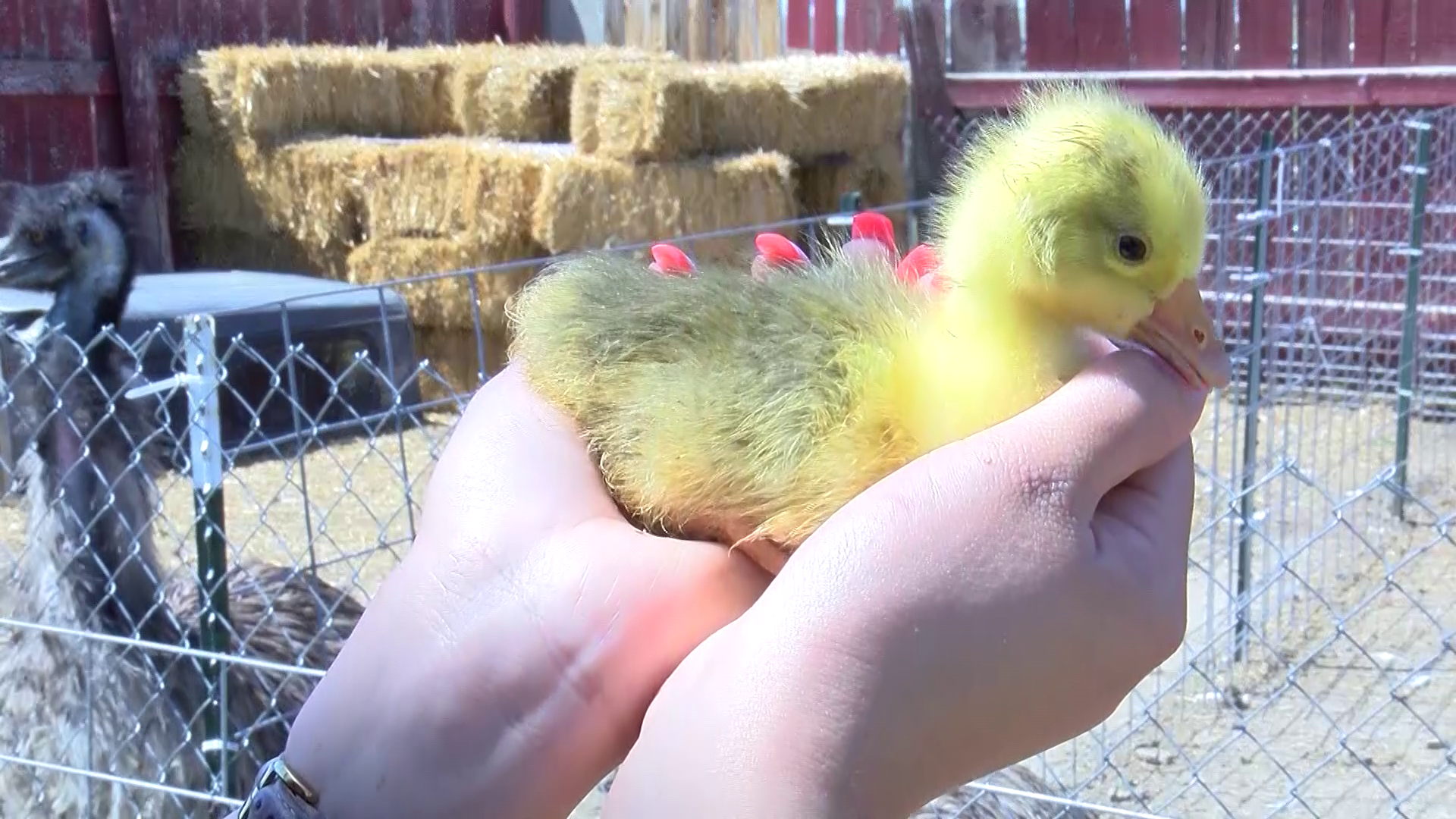 Weekly Wags: Baby Goose