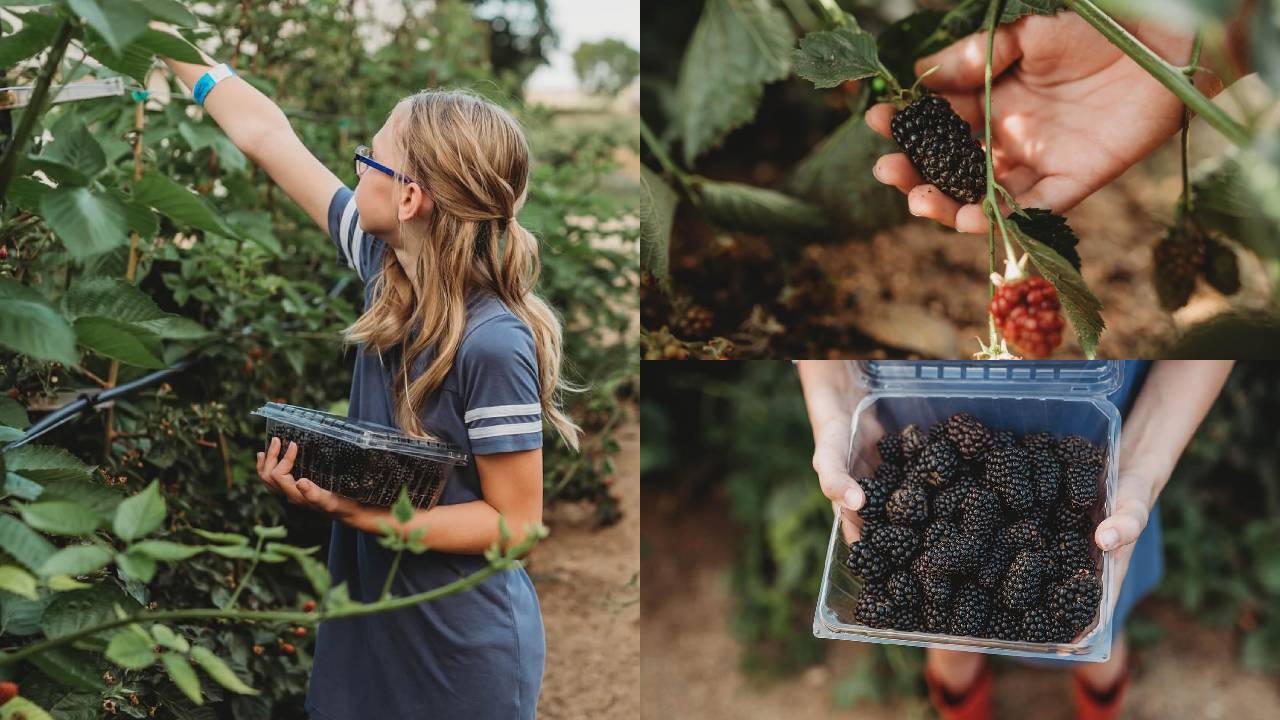 2025| The annual Blackberry Festival is back at Mortimer Farms. 