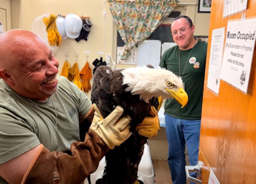 KCALKCBSRescuedEagle.JPG