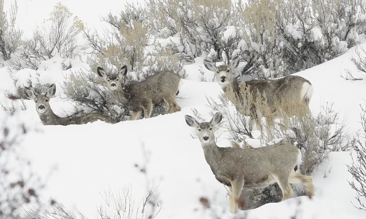 A group of deer on a snowy hillside stare into the camera. courtesy Idaho Dept. Fish and Game