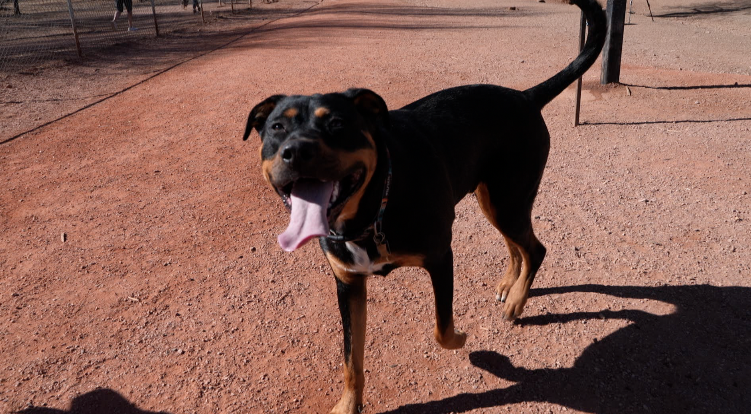 Scoop the poop: Springs dog owners frustrated with neighbors not cleaning up pet waste