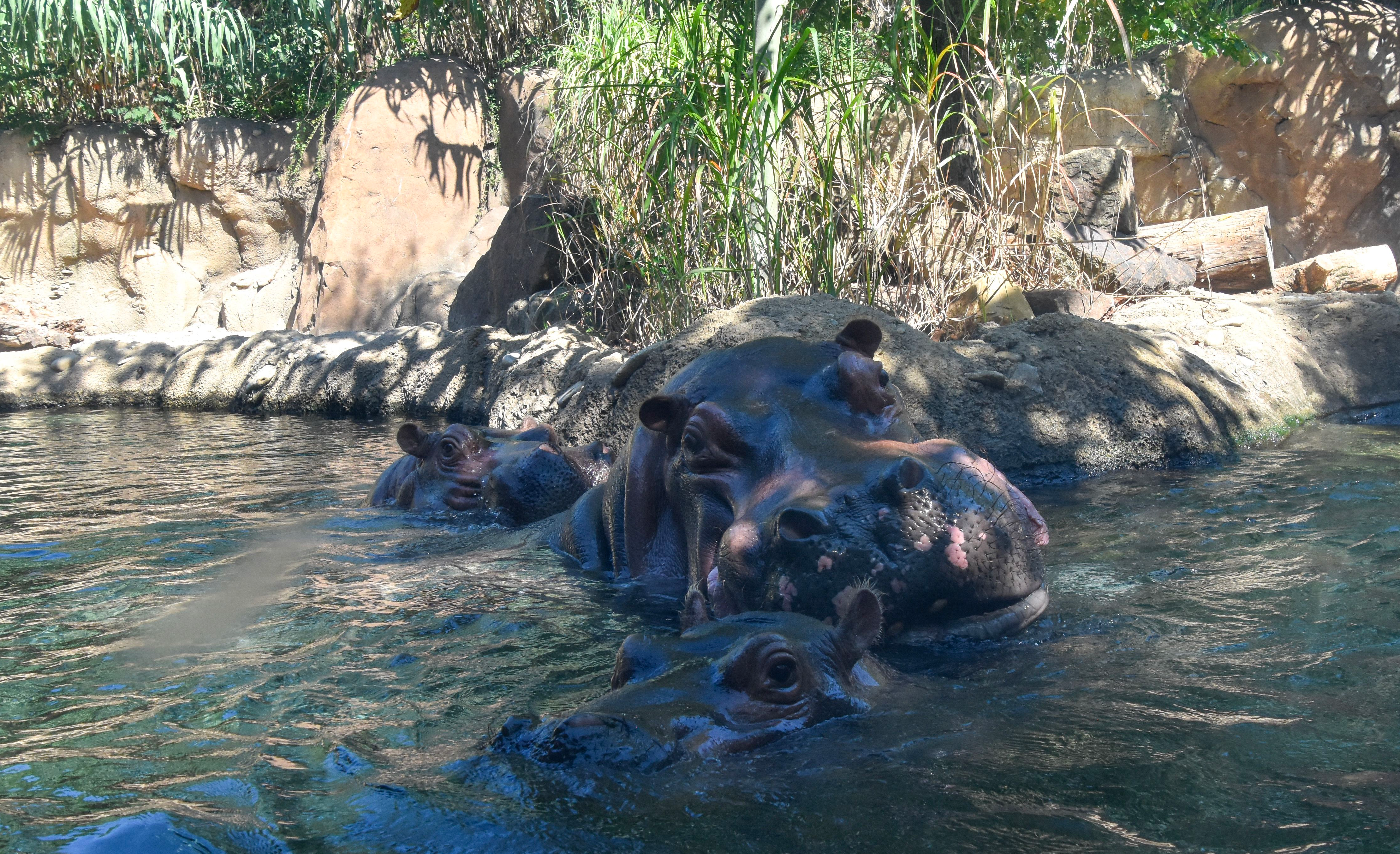 WCPO hippo love.png