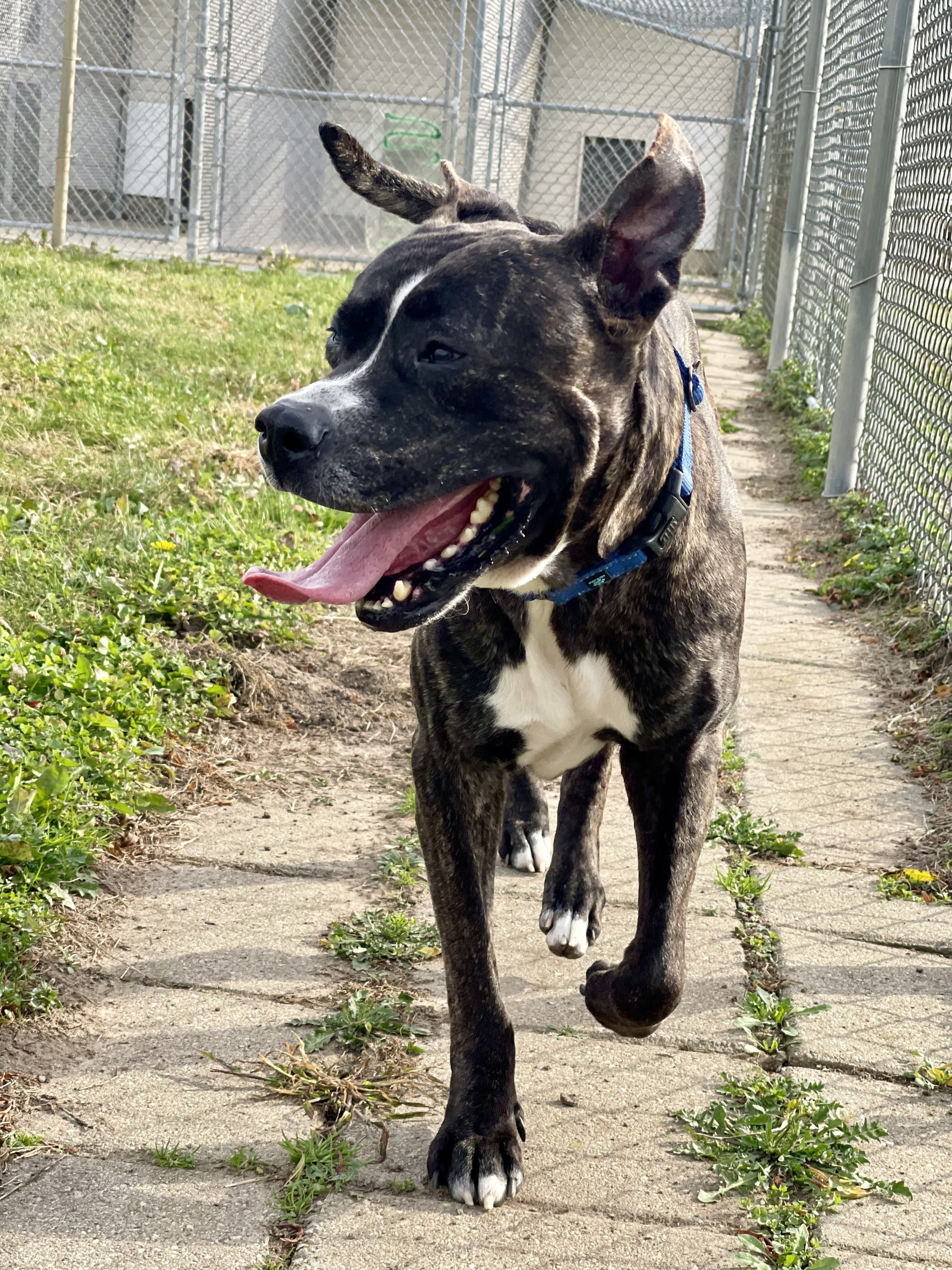 Pet Adoption Tuesday: Meet Gunter from Mackenzie's Animal Sanctuary