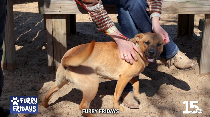 Furry Fridays Mimosa