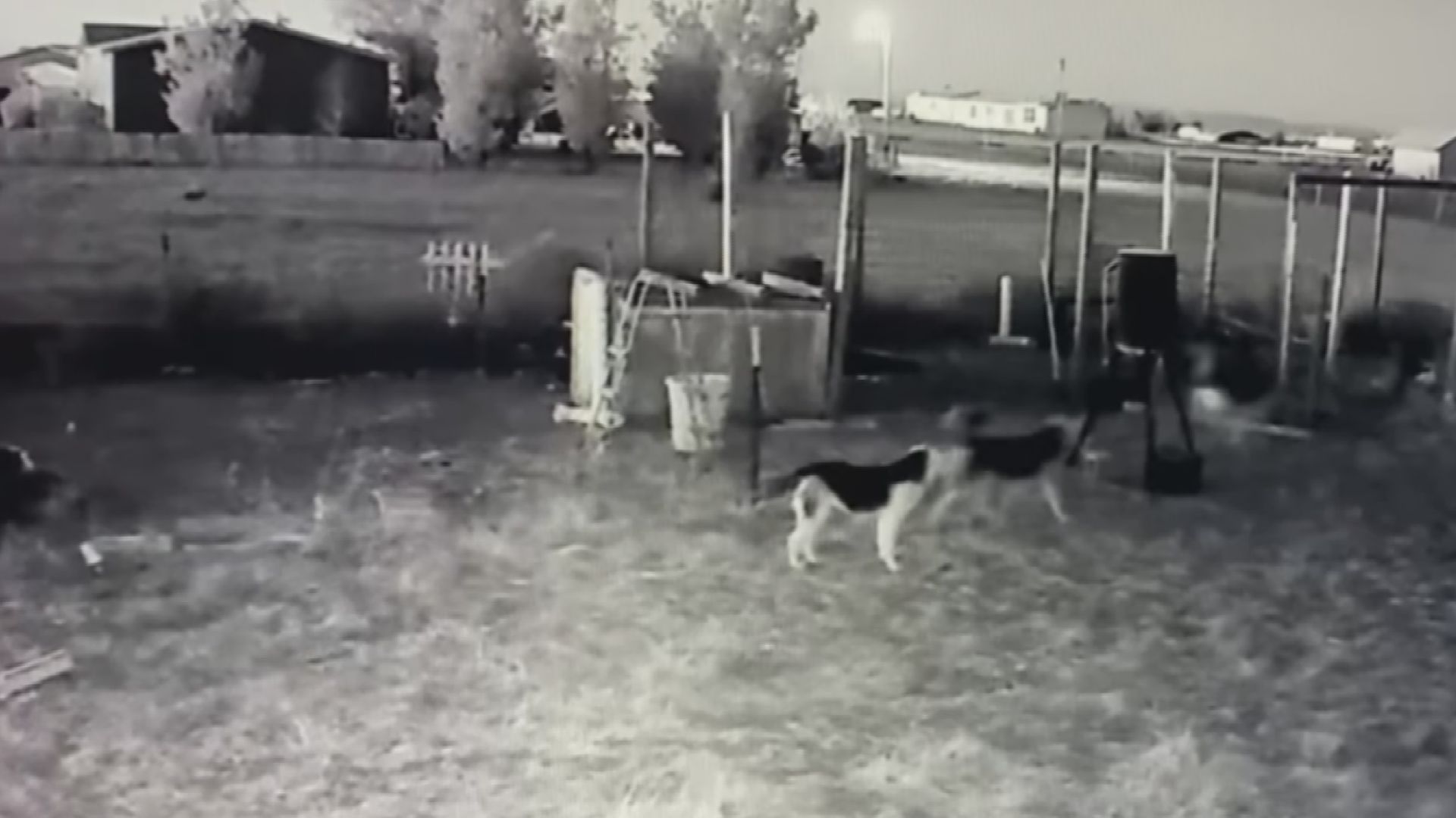 Dogs on the Ellicott