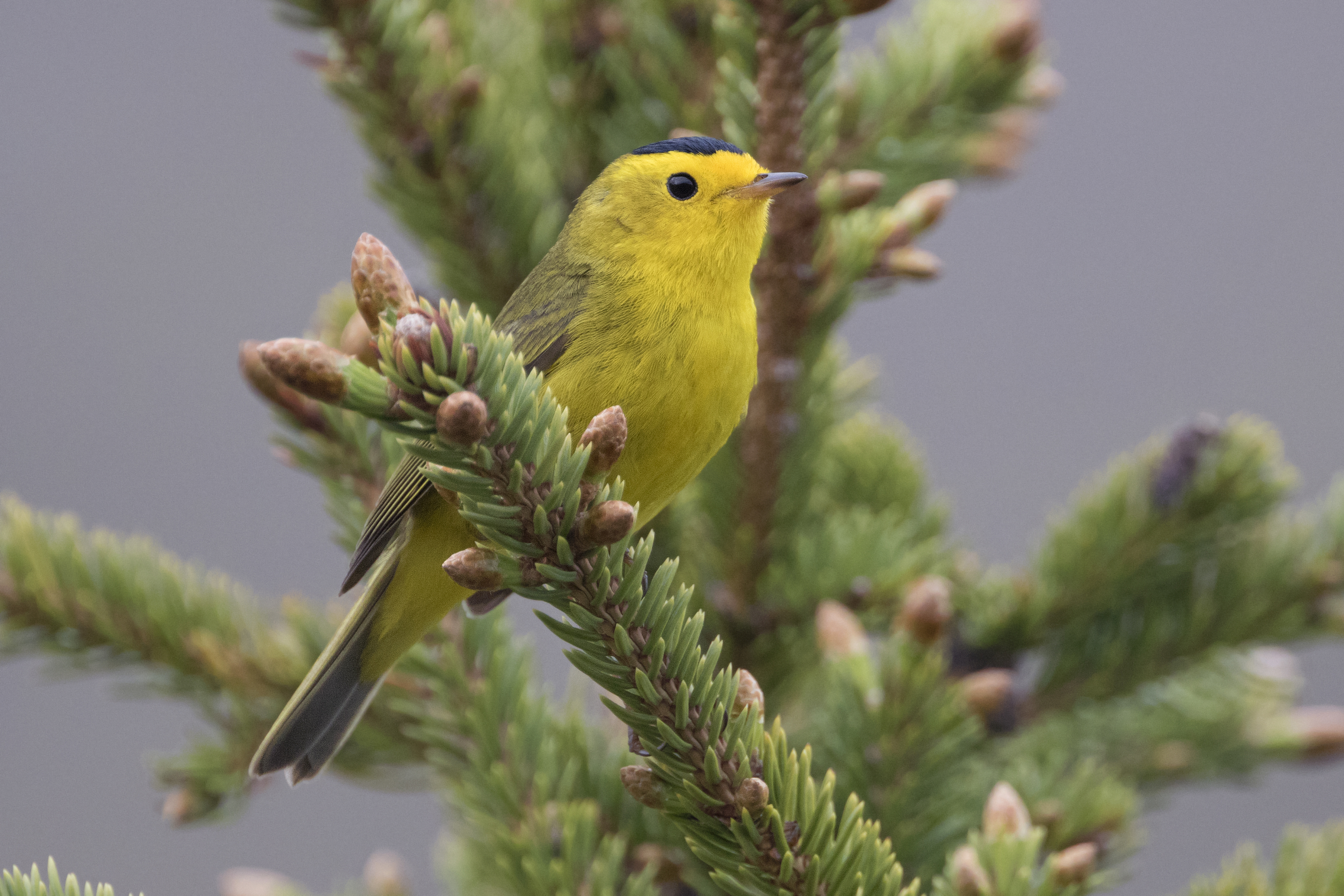 bird names.jpg